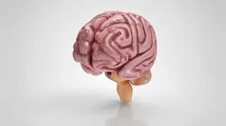 Full Brain Anatomy Low-poly 3D model