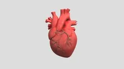 Create heart of human