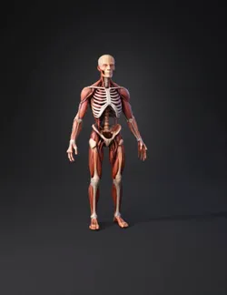 nervous system body