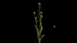 CC0 アブラナ類 Turnip Rape, Brassica rapa