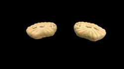 1970.137 Pair of Boxes in Form of Lotus Leaves