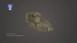 Dog Skull