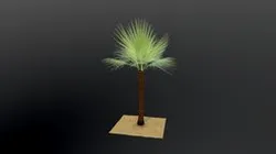 Palm tree