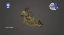 Roe Deer Skull