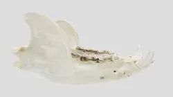 UWYMV:Mamm:6721, Ursus americanus, Mandible