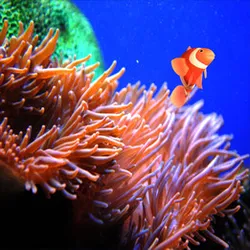 Clownfish