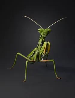 green praying mantis with raised forelegs and detailed body texture