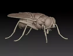 Housefly - Realistic Insect Sculpture