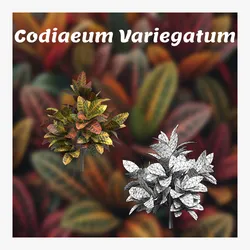 Codiaeum Variegatum