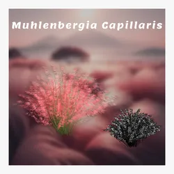 Muhlenbergia capillaris