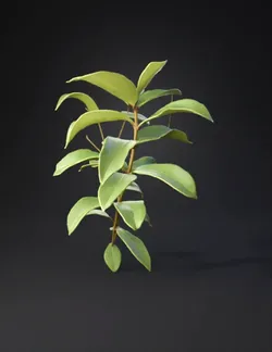 olive branch with glossy green leaves