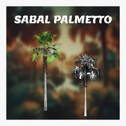 Sabal palmetto