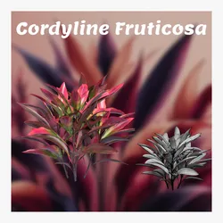 Shurbs Cordyline Fruticosa Red sisters