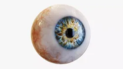 Human eye Photorealistic  Low-poly 3D model