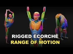 Muscle Anatomy - Ecorche Rigged Low-poly 3D model
