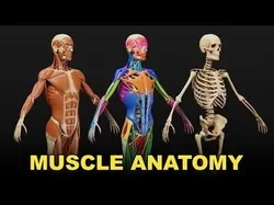 Muscle Anatomy Visualized - Ecorche Low-poly 3D model