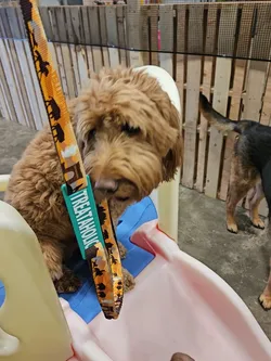 3D printer bestanden | 3MF | Dog Leash Banner