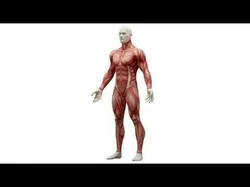 Anatomy Male Muscular System Low-poly 3D model