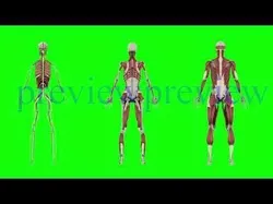 Human Anatomy  3D model