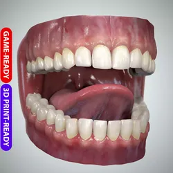 Teeth and Tongue Set Low-poly 3D model