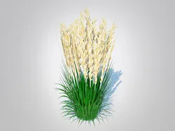 Calamagrostis-reed grass