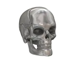 Human skull