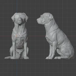 Labrador retriever