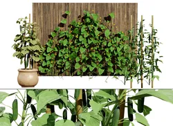 Cucumber Plant Bundle