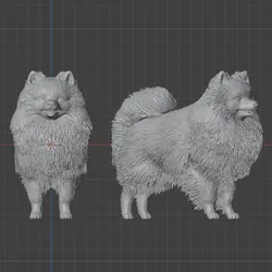 German Spitz