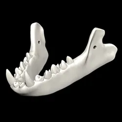 teeth