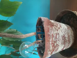 Flower pot ornament