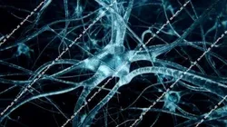 Neurons-fly-through neuron light 3D model