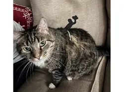 Cat Rodeo!