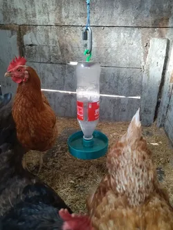 Chicken waterer using PET bottle