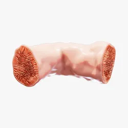 Intestinal Microvilli Anatomy