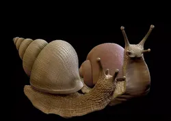 Snail set two snails