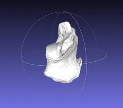 High resolution Human Calcaneus (Heel Bone) Scan