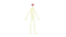 Nervous system 3D Model - Realistic Human Nervous system Anatomy Low-poly 3D model