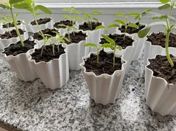 plant pot small vase mode, Pflanzentopf klein Vasenmodus