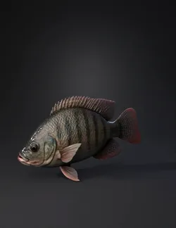 Largemouth bass model showing detailed scales fins and natural color