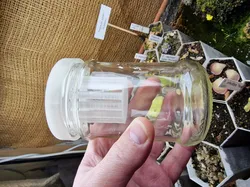 Water pot for Genlisea, Utricularia, ...