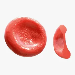 Red blood Cell