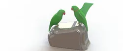 Alexandrine parakeet