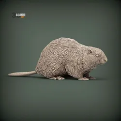 Beaver