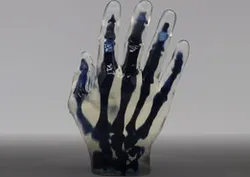 Hand and Bone