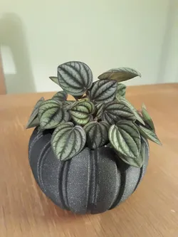 Peperomia Plant Pot