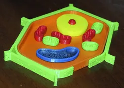 Plant cell (cellula vegetale)