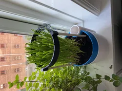Plant support with chop sticks