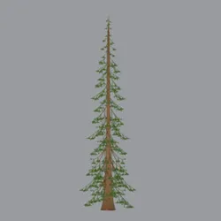 Spruce tree