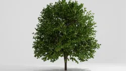 Tree 8